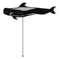 _images/shortfinnedpilotwhale_high.png